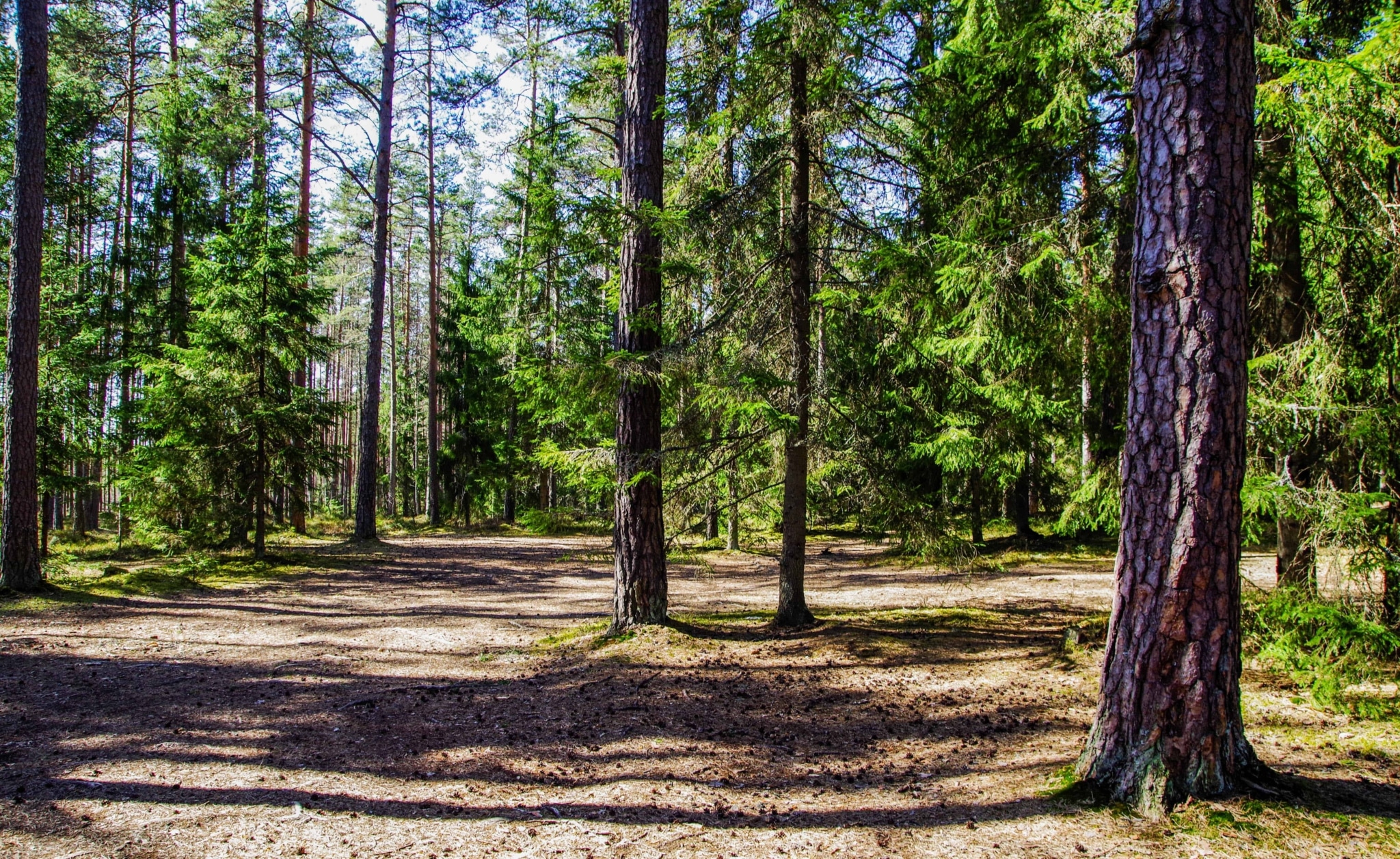 Lichtung im Wald