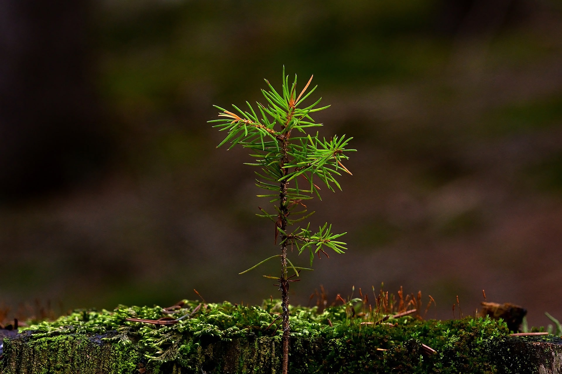 Kleiner grüner Nadelbaum wächst auf Waldboden